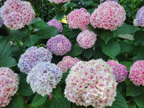 You fertilized, but did you properly prune?