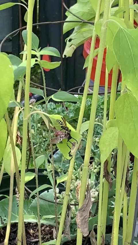 Wasp eating Spotted Lantern