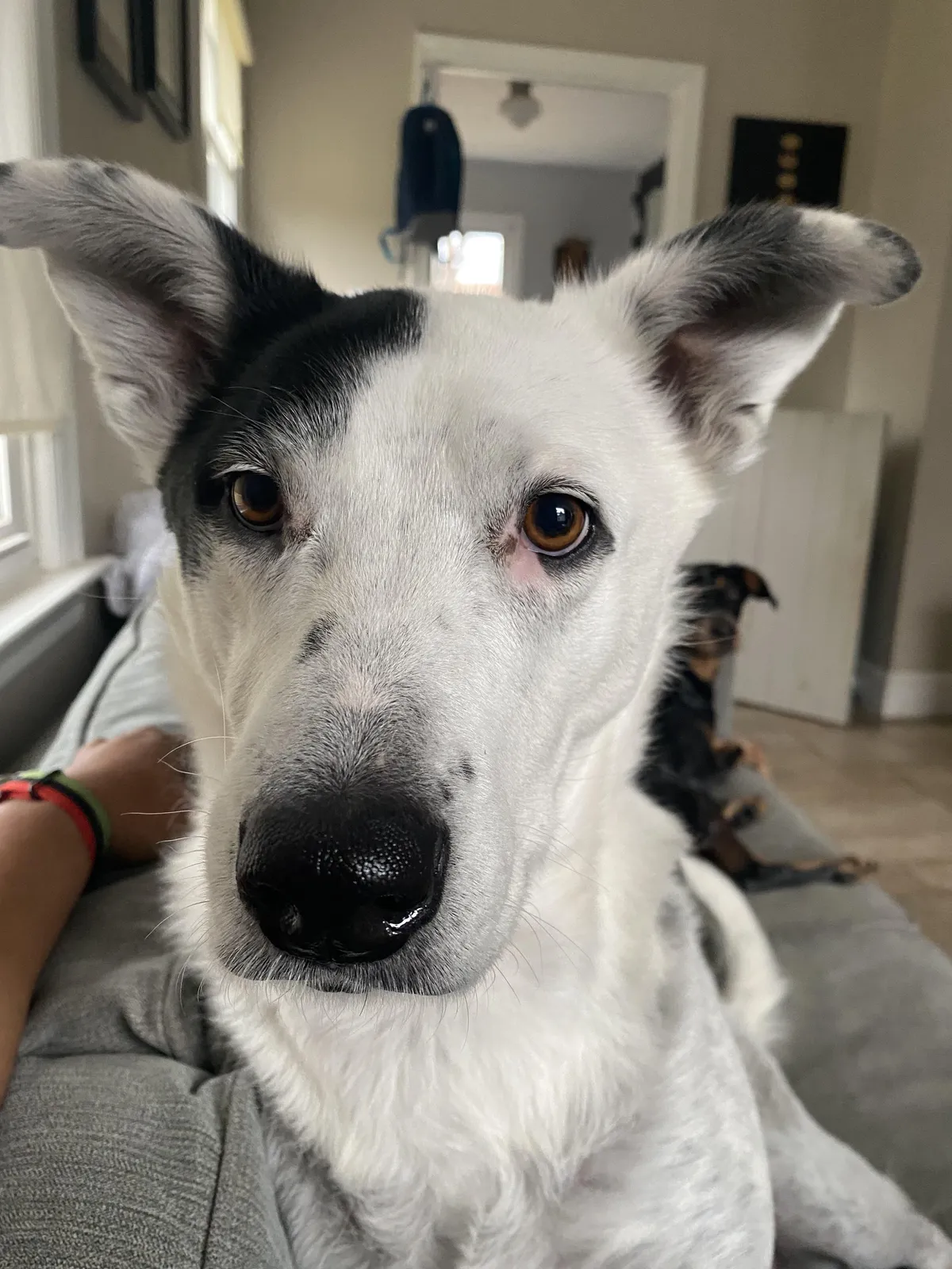 Hello frens. Hope u have a pupperific day!