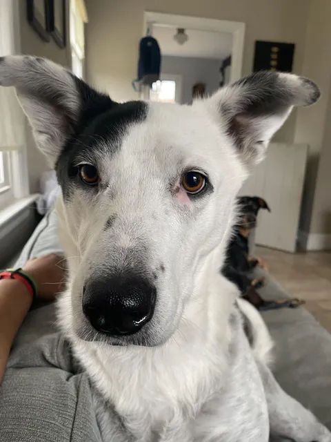 Hello frens. Hope u have a pupperific day!