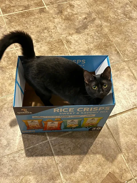 Finally adopting a cat after my 14 year old baby passed in November