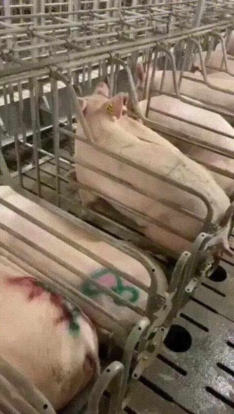 Genius pig escapes crate in farm