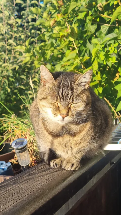 Somehow she looked extra fluffy tomorrow