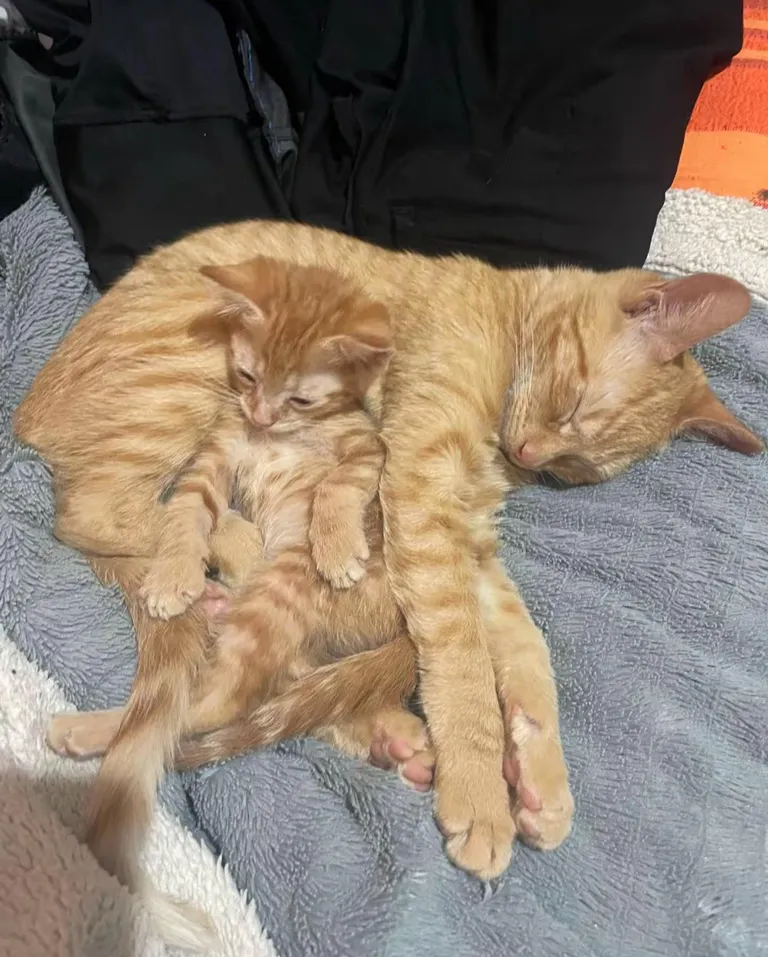 These are Caramel and Polenta taking a nap