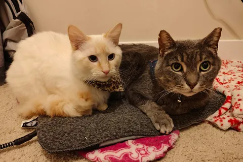 Adopters keep asking to split up bonded pair 