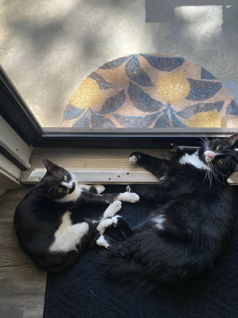 Cosmo’s ✨transformation✨