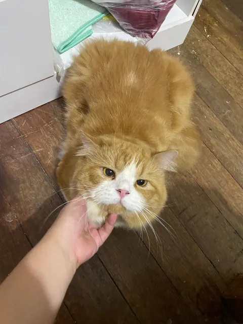 my sleepy rascal ginger car