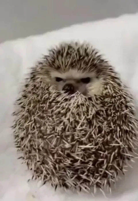 When the waiter brings food