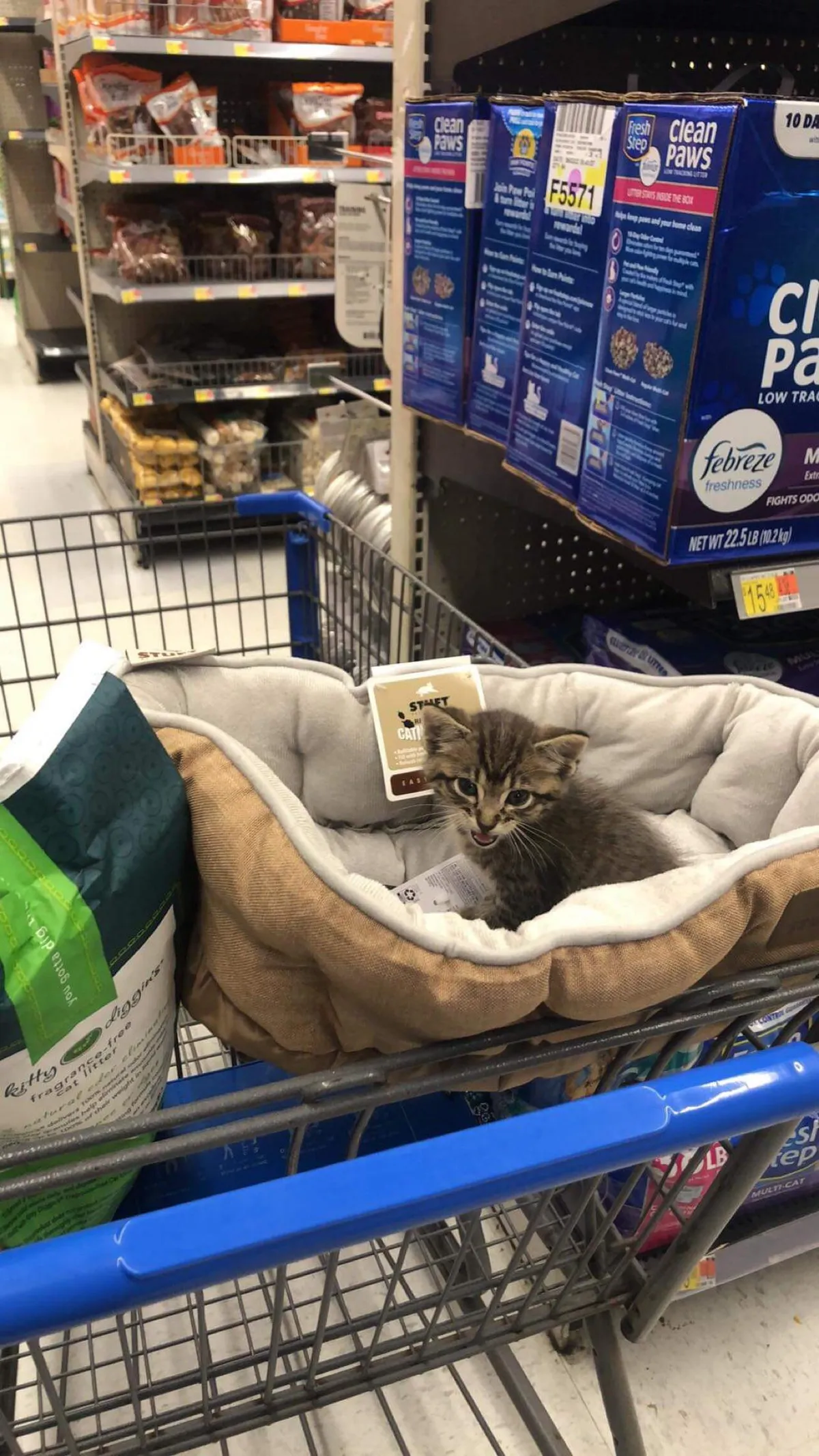 Barely 7 am and I wake up to this HANGRY guy screaming on my porch! Guess I have a cat now