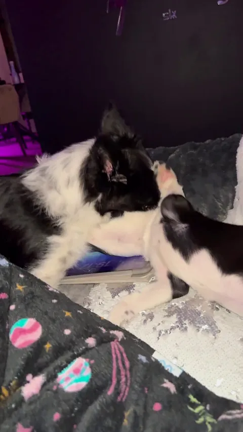 My older dog demonstrating how to neutralise the puppy goblin