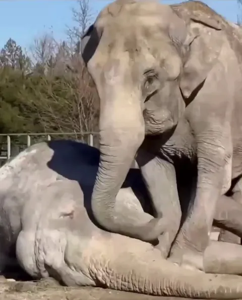 In Crimea, a retired circus elephant named Magda mourns the passing of her best friend, Jenny. They lived and performed together for over 25 years, before parting ways this past March.