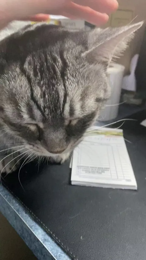 Big win for me yesterday at our shelter. I was able to pet grumpy boy Bobby!