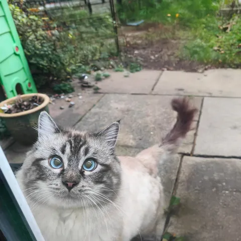 This is Muffin. He's not mine, but ever since my daughter hurt herself in the garden a while ago, he comes every day. He sits at the back door watching till he sees her and knows she ok. 🥰😍😻 (OC)