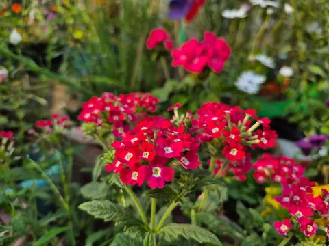 From seeds to these, here's my winter garden my terrace garden