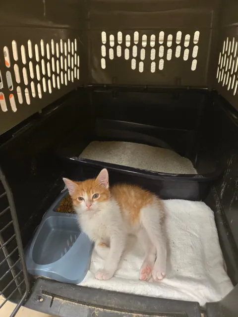 This is my new child. His name is Apollo and he is good.