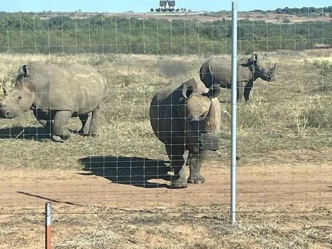 I live in rural North Texas.  My neighbors have pet rhinos.