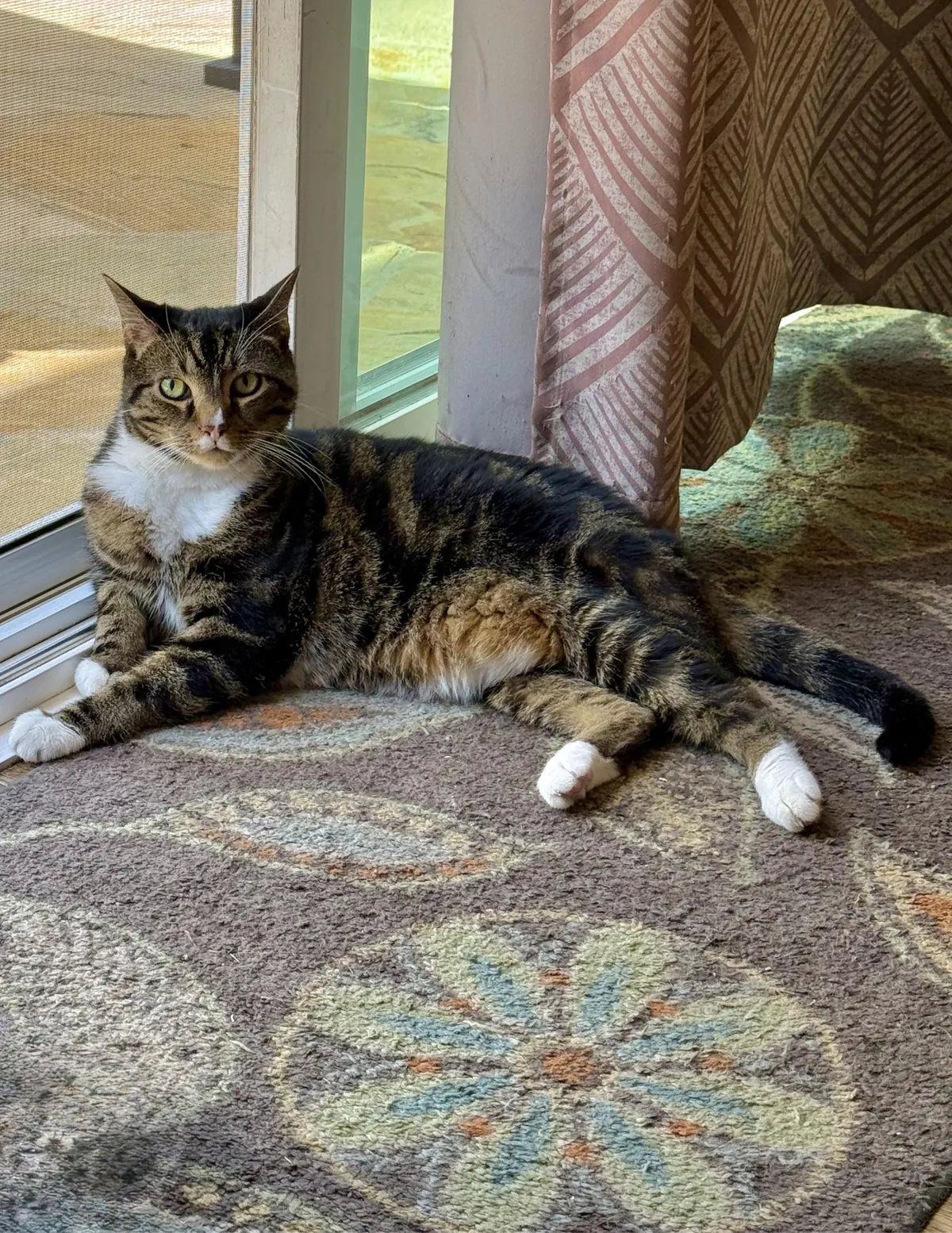 Chief Zoomies Officer. Zero furs given.