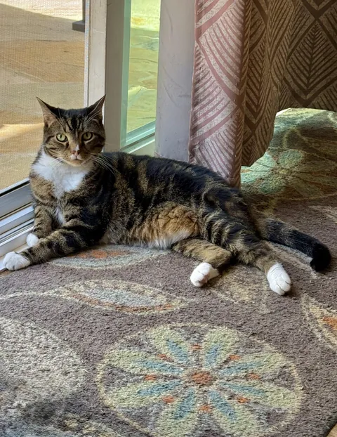 Chief Zoomies Officer. Zero furs given.