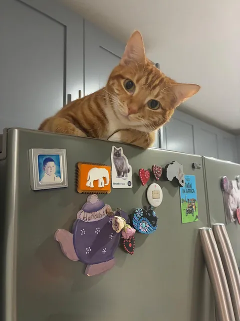 Piper says "good morning 😊"