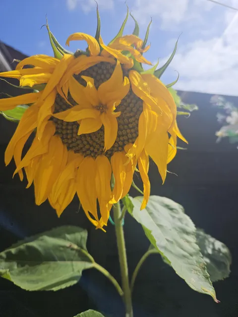 Fasciated sunflower! 🌻