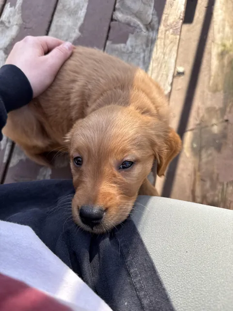 A little Velcro pupper