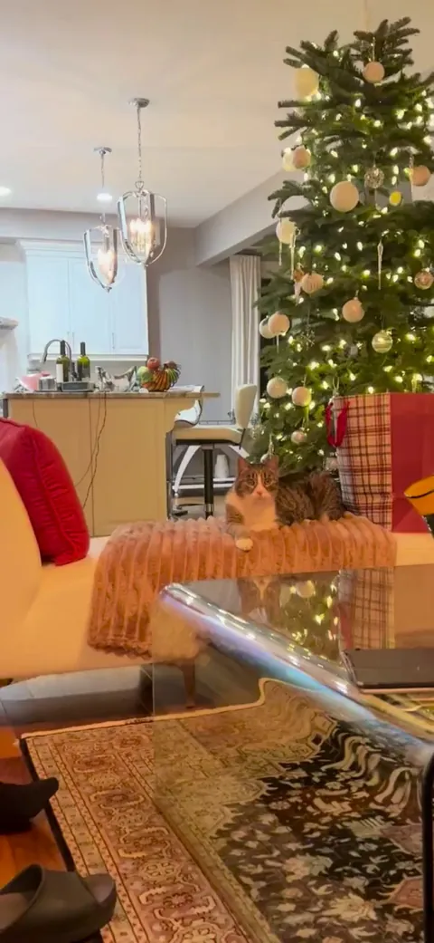 I brought my 17 year old city cat who has only been in apartments his whole life to my parents house for Christmas