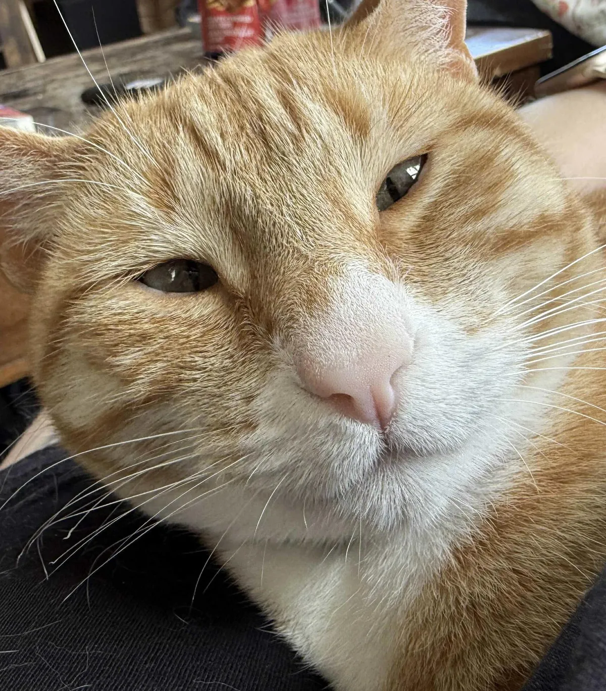 Why does my cat’s face look like this?