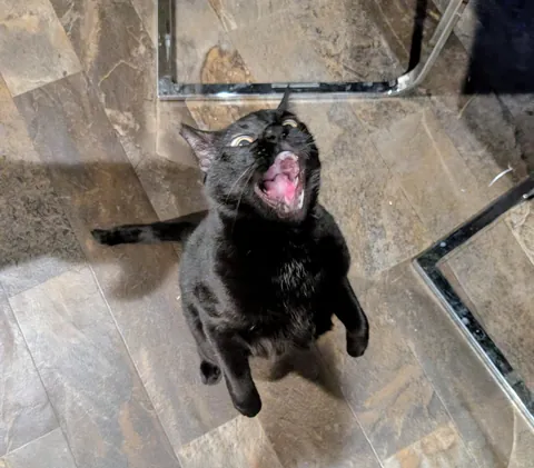 Pizza screams when I take too long