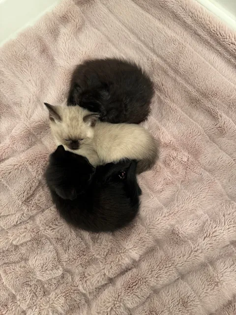 My husband spotted a box stuck under a truck driving through a parking lot in Burnaby, BC. He flagged the driver down and helped get the box unstuck. When he opened it, he found three tiny babies inside!