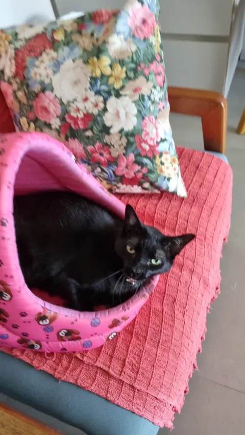 My kitten Jasmine, I rescued from the street when she was a baby, today she is 11 years old, she lives like a princess.