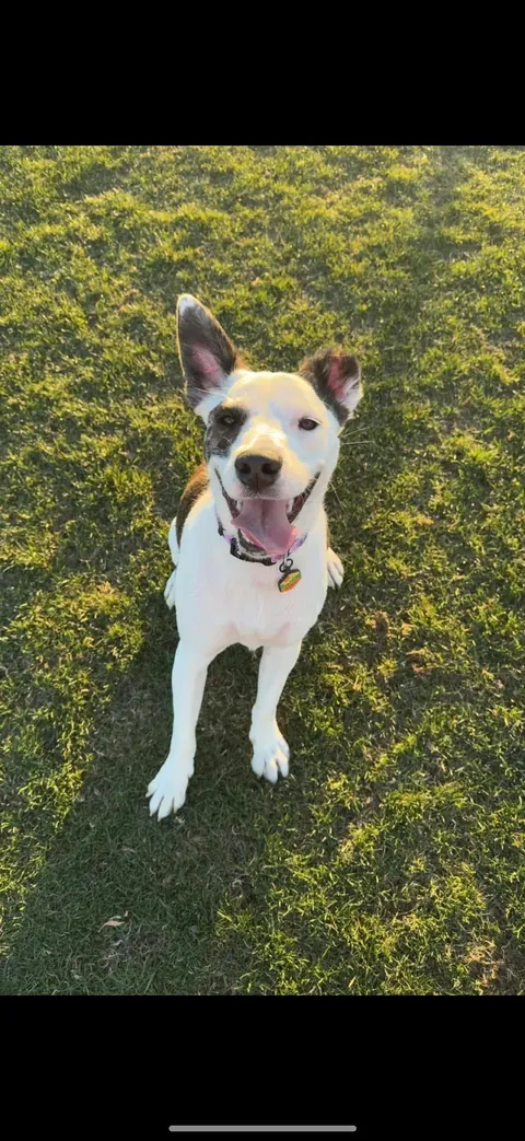 My pupper has the perfect cutest curliest tail. And she’s missing an ear. I feel these two are rare lol
