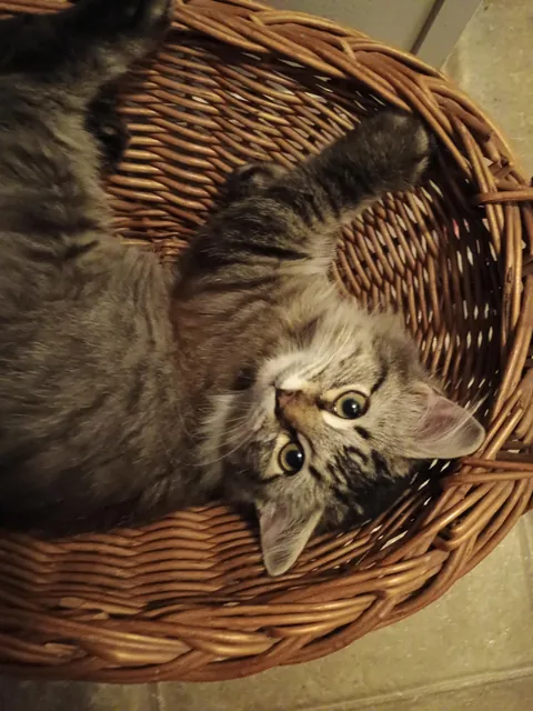 My boyfriend rescued a kitten from a tree last week