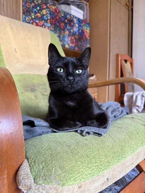 I spent Easter Monday at the cat hospice and have no regrets