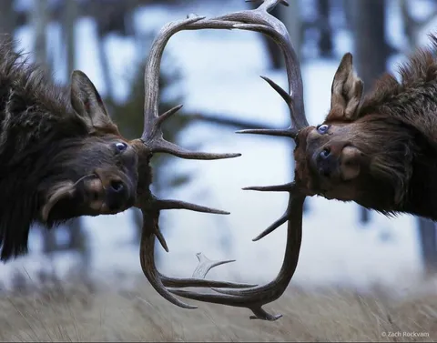🔥 Two elk photographed mid clash (photo by Zach Rockvam)
