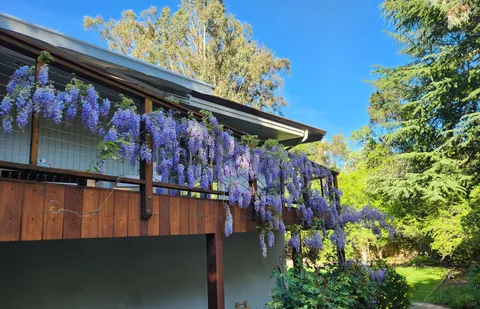 My wisteria