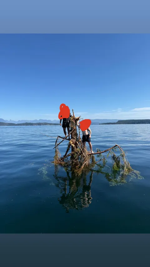 We found a tree in the ocean several kilometres from land
