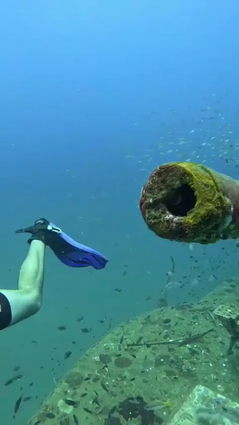 A scuba diver tries putting an object inside a ship's wreckage but a fish living inside keeps throwing it out
