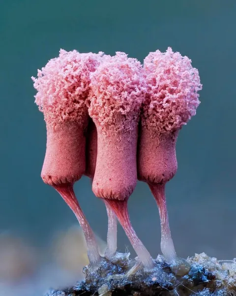 New Zealand photographer takes stunning photos of tiny mushrooms