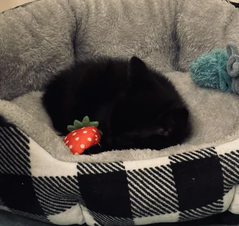Update on the 8 week old kitten with dozens of ticks on his face