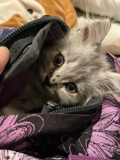 I was scared when I couldn’t find him, turns out he just went inside my bag😂 istg he’s so cute!