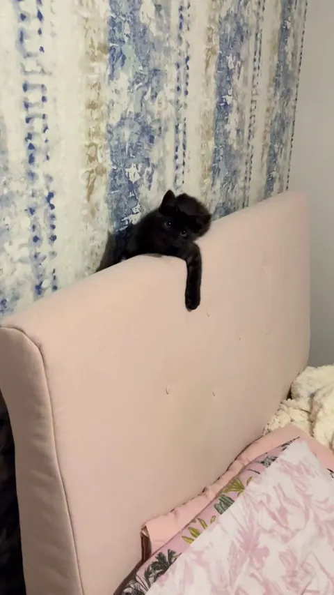 Second day of having Pushkin and he did the cutest thing ever