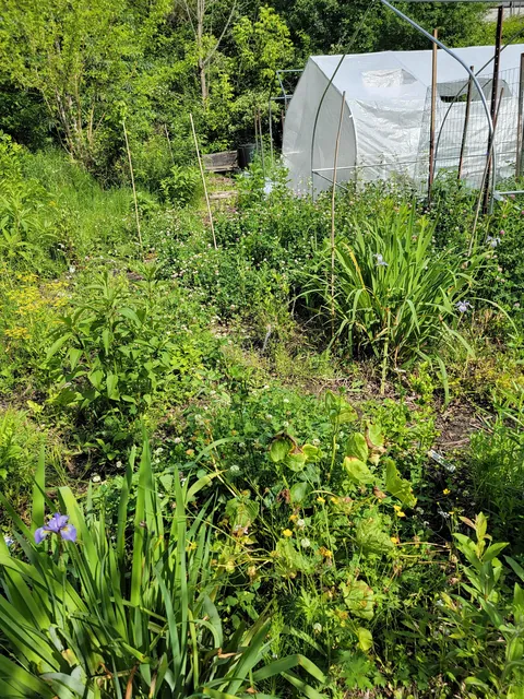 Yesterday my husband came down to the garden and asked "So how much of this is natural?"