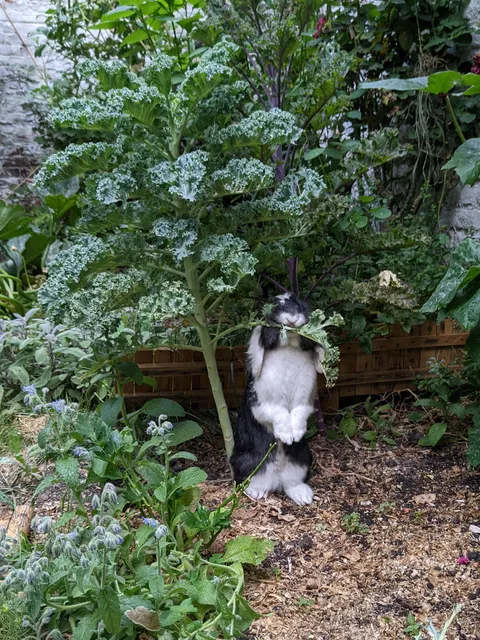 I was wondering why my kale was missing leaves at the base... 🤔