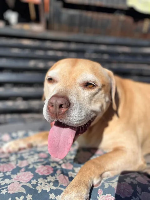 Chloe loves bed and sunbathing