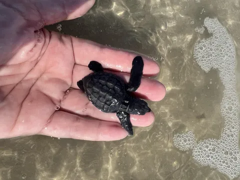 I found a tiny baby turtle. Found a park ranger and he contacted turtle rescue. Apparently it’s Kemp’s Ridley sea turtle the most endangered species of sea turtles in the world. I feel extremely happy 