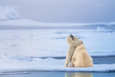 🔥Michael Stavrakakis captured an award-winning "Bear Hug."