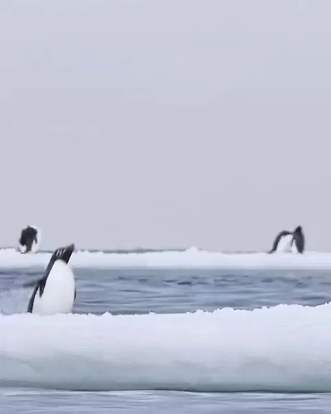 🔥 Adélie penguins getting some serious air exiting the water