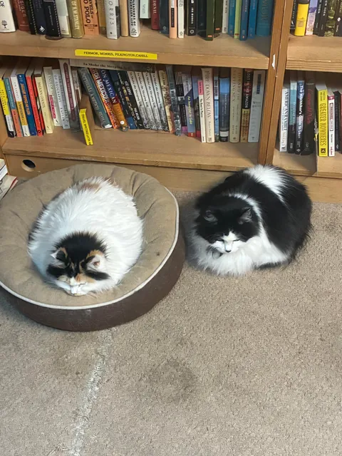 I asked this bookstore employee where the film book section was moved to