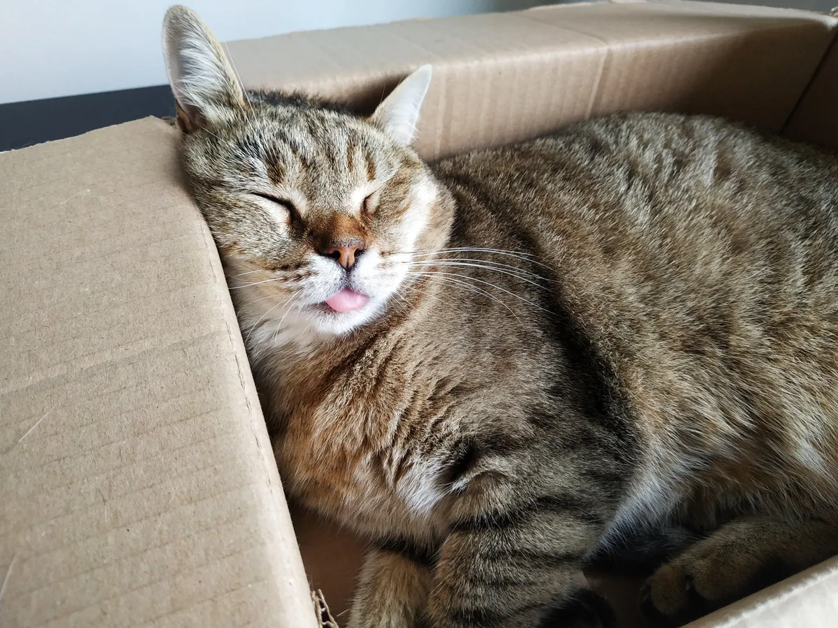 My girl sleeping in the box her bed came in