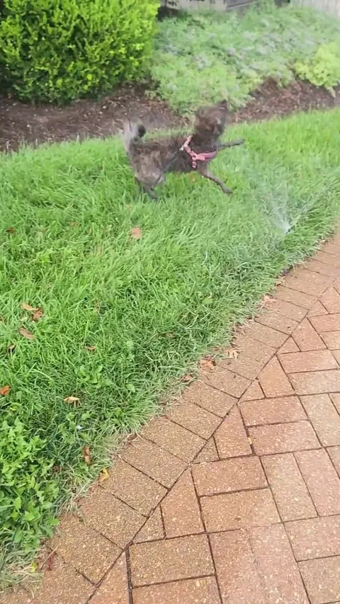 Cutie Girl loves sprinklers